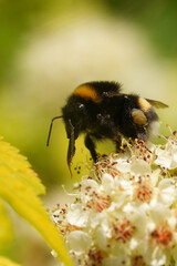 Vertical closeup on a large earth or buff-tailed bumblebee, Bombus terrestris group on a white flower in the garden