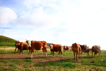 The cattle are eating grass on the grassland