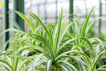 Obraz premium Thriving green spider plants in greenhouse