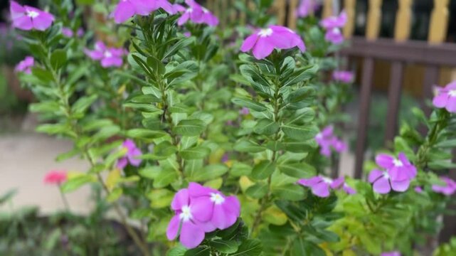 Purple Catharanthus roseus flower in focus among green foliage with soft natural lighting
