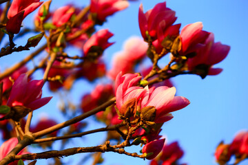 Blooming magnolia flower, very beautiful
