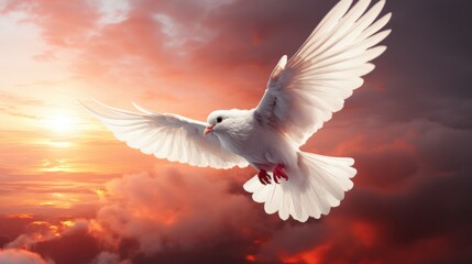Obraz premium Dove soaring at sunset over cloudy sky wildlife photography serene environment aerial view symbol of peace