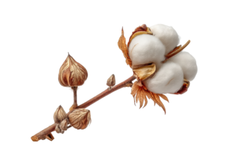 PNG Close-up of cotton boll on branch against black background