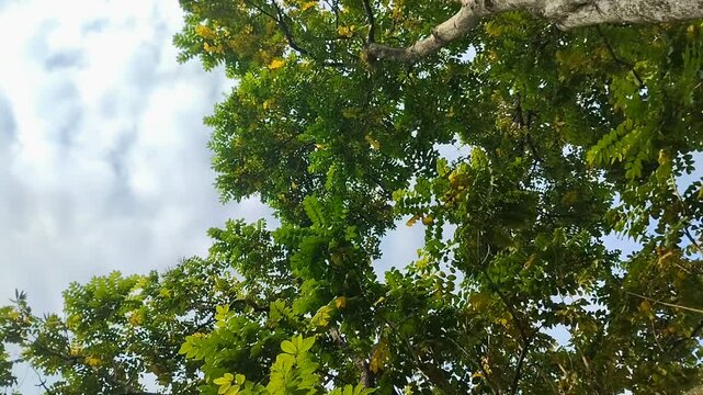 Saman Tree, Rain Tree, Monkeypod, Acacia Preta, with thick leaves. This tree is widely known for its ability to provide shade, its role in absorbing carbon dioxide and its use in traditional medicine.