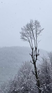 alone tree in snow in winter season hyrcanian forest mountain iran scenic landscape snowfall cold climate hiking in oak tree parrotia persica countryside white woods nature rural outdoor beauty nature