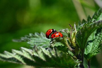 Kujawskie łąki. Poland © grzegorz