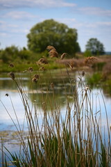 Wisła. Brzeg rzeki z malowniczymi wysepkami okolice Bydgoszczy. Poland
