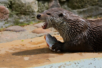 Fototapeta premium Wydra podczas posiłku
