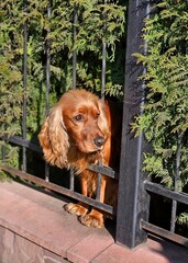 very cute guard dog poking his head through the fence and looking you up and down, dog on the fence