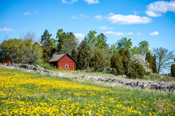 A typically red wooden house and barn in a Swedish summer landscape