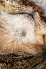 Closeup view of a tick feeding on a cat, nestled in the soft fur below the chin.