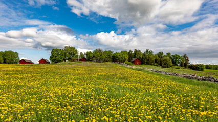 A typically red wooden house and barn in a Swedish summer landscape