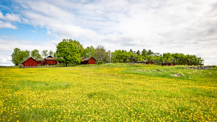 A typically red wooden house and barn in a Swedish summer landscape