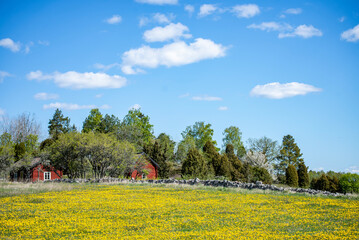 A typically red wooden house and barn in a Swedish summer landscape