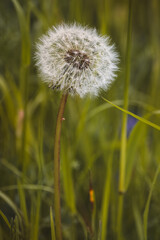 Field plants on a sunny June day. Landscape in the countryside.