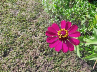 Zinnia elegans, known as youth-and-age, common zinnia or elegant zinnia, an annual flowering plant of the genus Zinnia, is one of the best known zinnias.