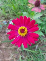 Obraz premium Zinnia elegans, known as youth-and-age, common zinnia or elegant zinnia, an annual flowering plant of the genus Zinnia, is one of the best known zinnias.