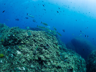 group of different species of fish swimming along the seabed next to rocks covered in algae, concept of marine wildlife