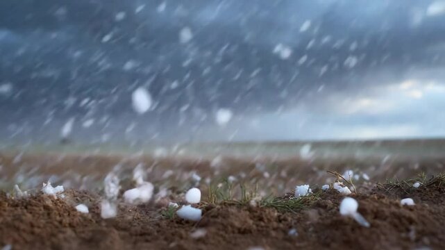 Large Hailstones Falling on a Field During a Summer Thunderstorm, Causing Crop Damage and Impacting Agriculture