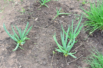 Young green onions growing in a garden on the garden bed