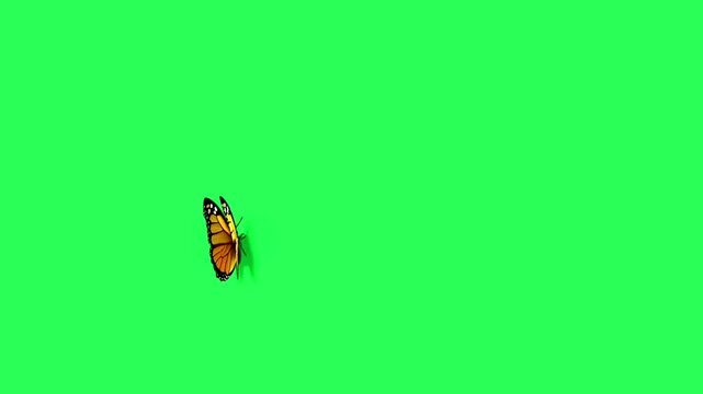 Beautiful butterfly chroma key green screen background.