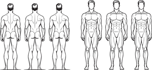 Male Anatomy Reference Vector Set. Front and Back Muscular Body Outline for Artists, Anatomy Study, and Character Design Templates. Vector illustration