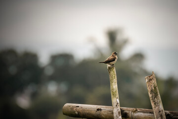 a field sparrow resting at the end of a bamboo fence