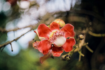 Close up of the red flower of a canon ball tree (Couroupita guianensis)
