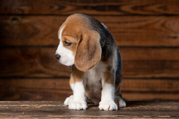 Beagle puppy poses for a photo