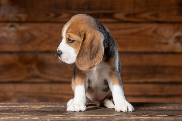 Beagle puppy poses for a photo