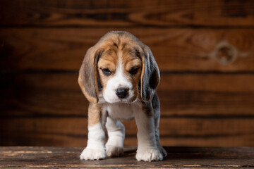 Beagle puppy poses for a photo