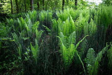 Lush Green Ferns and Horsetail Plants in Dense Forest Understory in Summer.