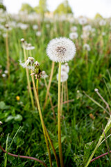 Single Dandelion Puffball in Green Meadow with Soft Background and Natural Light