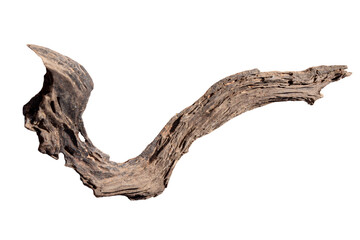 dead tree stump with roots and brown trunk Isolated on white background