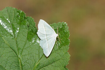 Closeup geometer moth Light emerald (Campaea margaritata). Tribe Campaeini. Subfamily Geometrinae. Family Ennominae. On a wet leaf. Dutch garden, Spring, May