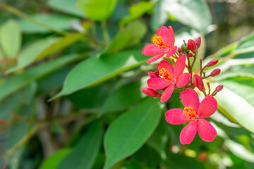 Fototapeta premium Jatropha multifida Flowers in Bloom, also known as coral plant, coralbush, or physic nut isolated on nature background
