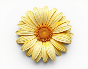 Single Yellow Daisy on White Background