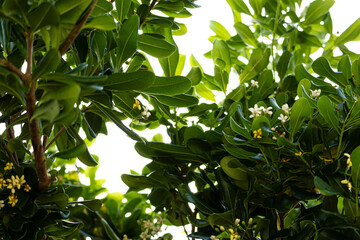 Nature background of growing and blooming jasmine flowers with green leaves outdoor in a garden at daytime on Taketomi island in Okinawa in Japan with space for text.