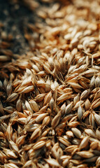 Golden grains of barley create a textured surface glistening under natural sunlight in an abstract composition