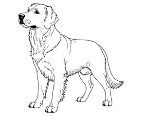 Cute golden retriever Illustration Coloring Book