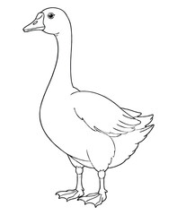 Cute goose Illustration Coloring Book