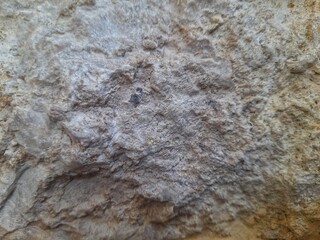 Detailed view of a rugged rock face with uneven texture, featuring light brown and gray hues,...