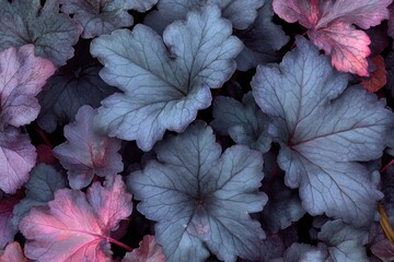 Vibrant Heuchera Obsidian foliage showcases stunning dark purple leaves in a garden setting during the spring season