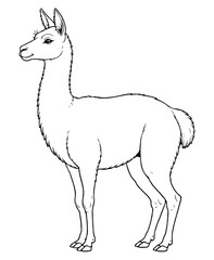 Fototapeta premium Cute vicuna Illustration Coloring Book