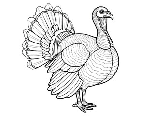 Cute wild turkey Illustration Coloring Book