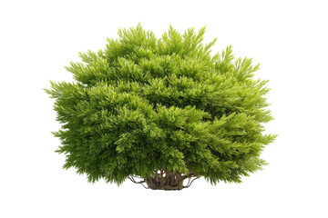 PNG Lush green coniferous shrub isolated on white background