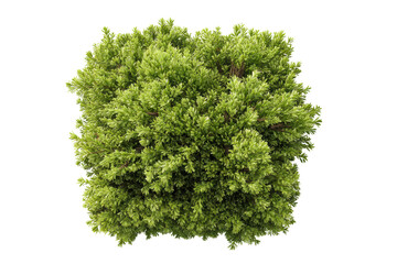 Obraz premium PNG Lush green shrub with dense foliage against black background
