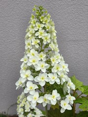 Oakleaf Hydrangea Flowers in Full Bloom
