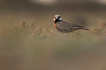Ashy crowned sparrow lark standing on sand.