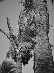 date palm grows against blue sky